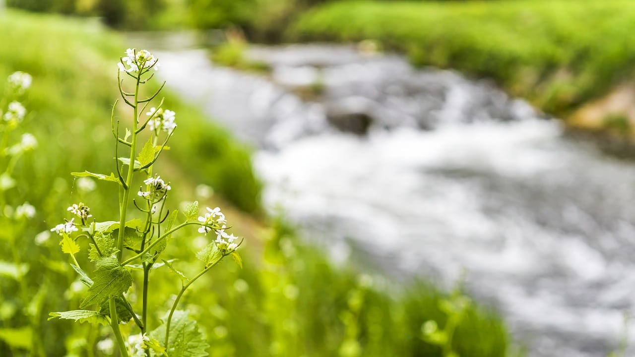 Les Fleurs de Bach contre les crises d'angoisse : Efficacité Prouvée