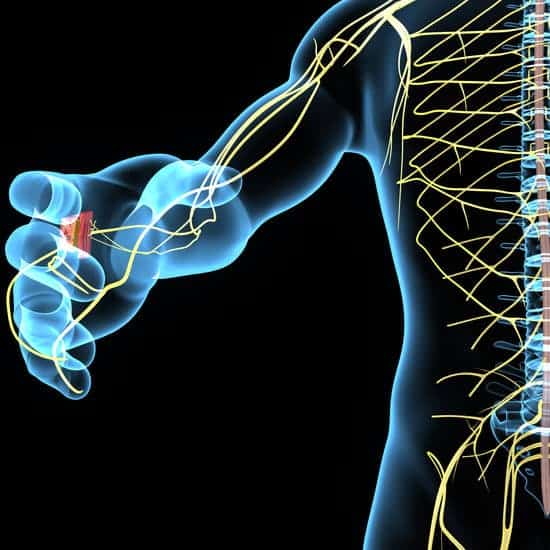 Le Système Nerveux Parasympathique : Rôle, Structure et fonctionnement