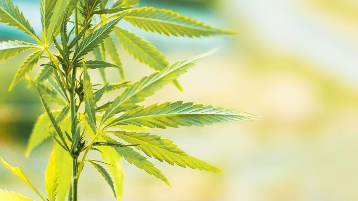 CBD pour se détendre CBD contre le stress